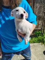 Lucky , a male Jack Russell Terrier and Chihuahua for sale in Bakersfield, CA – Photo 1 of 4