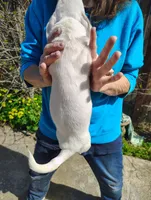 Lucky , a male Jack Russell Terrier and Chihuahua for sale in Bakersfield, CA – Photo 4 of 4