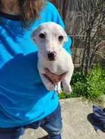 Lucky , a male Jack Russell Terrier and Chihuahua for sale in Bakersfield, CA – Photo 2 of 4