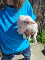 Lucky , a male Jack Russell Terrier and Chihuahua for sale in Bakersfield, CA – Photo 3 of 4