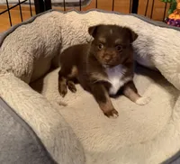 Daisy red Tri , a female Toy Australian Shepherd for sale in Winchester, VA – 2 of 3