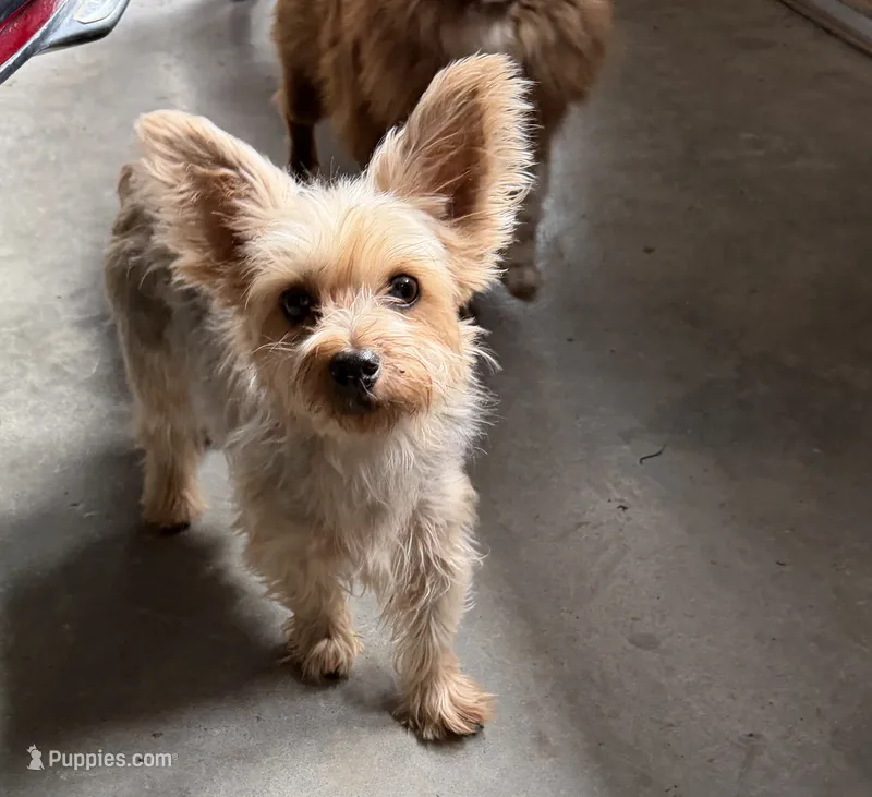 Sawyer, a female Yorkshire Terrier for sale in Winchester, VA – 1 of 2