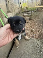 Tiny toy Bean itty bitty , a male Toy Australian Shepherd for sale in Winchester, VA – Photo 3 of 6