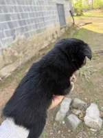 Tiny toy Bean itty bitty , a male Toy Australian Shepherd for sale in Winchester, VA – Photo 5 of 6