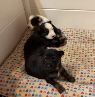 Jodi boys 2, a male Toy Australian Shepherd for sale in Winchester, VA – Photo 3 of 3