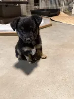 Tiny toy Bean itty bitty , a male Toy Australian Shepherd for sale in Winchester, VA – Photo 1 of 6