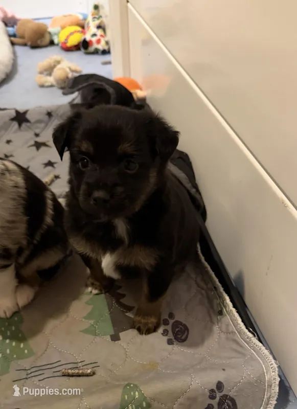 Reduced Jodi boys 2 – Toy Australian Shepherd puppy for sale in Winchester, VA