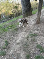 Tiny toy Bean itty bitty , a male Toy Australian Shepherd for sale in Winchester, VA – Photo 6 of 6