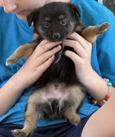  Jodi boys 2 blue eyes, a male Toy Australian Shepherd for sale in Winchester, VA – Photo 1 of 2