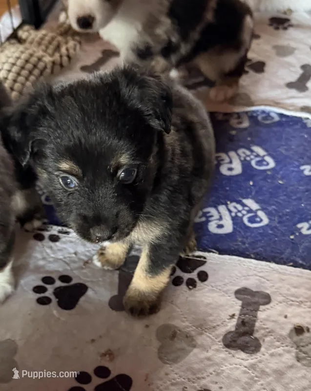  Jodi boys 2 Easter special  – Toy Australian Shepherd puppy for sale in Winchester, VA