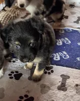  Jodi boys 2 Easter special , a male Toy Australian Shepherd for sale in Winchester, VA – Photo 1 of 2