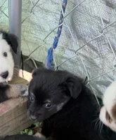  Jodi boys 2 blue eyes, a male Toy Australian Shepherd for sale in Winchester, VA – Photo 2 of 2