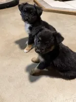 Tiny toy Bean itty bitty , a male Toy Australian Shepherd for sale in Winchester, VA – Photo 2 of 6