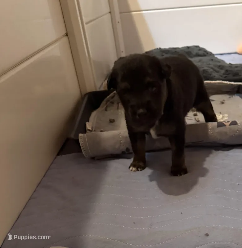 Jodi boys 2 – Toy Australian Shepherd puppy for sale in Winchester, VA