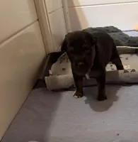 Jodi boys 2, a male Toy Australian Shepherd for sale in Winchester, VA – Photo 1 of 3