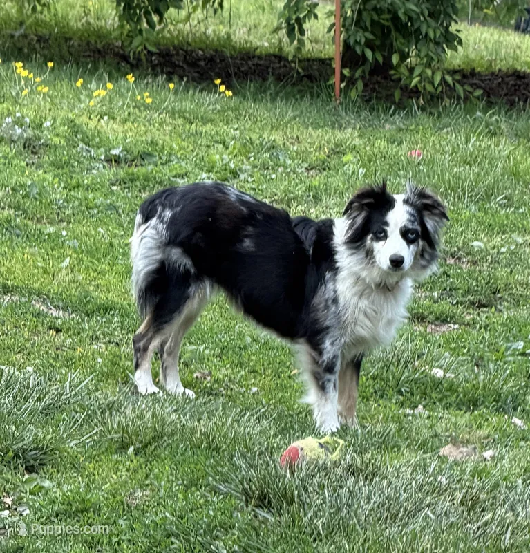McKinley  – Toy Australian Shepherd puppy on hold in Winchester, VA