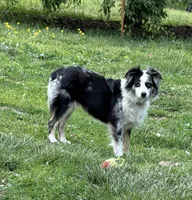 McKinley , a female Toy Australian Shepherd for sale in Winchester, VA – 1 of 1