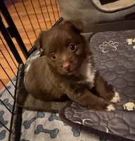 Nutmeg red tri, a female Toy Australian Shepherd for sale in Winchester, VA – 1 of 4