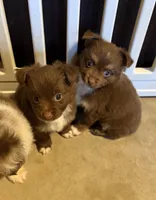 Maple red Tri , a female Miniature Australian Shepherd for sale in Winchester, VA – 5 of 5