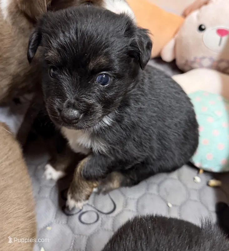 Blk Tri/minimal white – Toy Australian Shepherd puppy for sale in Winchester, VA