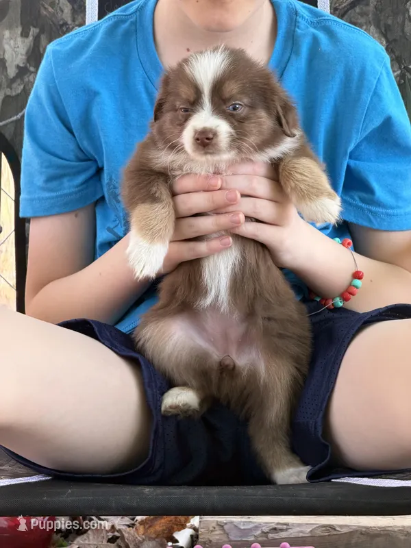 Tiny toy Red Tri Mckinley/blue eyes Easter special  – Toy Australian Shepherd puppy for sale in Winchester, VA