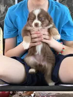 Tiny toy Red Tri Mckinley/blue eyes Easter special , a female Toy Australian Shepherd for sale in Winchester, VA – Photo 2 of 3