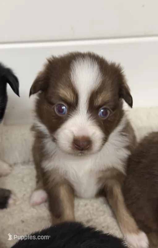 Red Tri Mckinley/blue eyes – Toy Australian Shepherd puppy for sale in Winchester, VA
