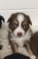 Red Tri Mckinley/blue eyes, a female Toy Australian Shepherd for sale in Winchester, VA – Photo 1 of 5