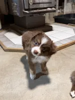 Tiny toy Red Tri blue eyes McKinley’s , a female Toy Australian Shepherd for sale in Winchester, VA – Photo 1 of 2