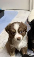Red Tri Mckinley/blue eyes Easter special , a female Toy Australian Shepherd for sale in Winchester, VA – Photo 1 of 2