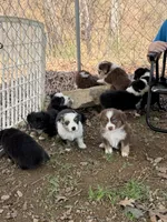 Tiny toy Red Tri Mckinley/blue eyes Easter special , a female Toy Australian Shepherd for sale in Winchester, VA – Photo 3 of 3
