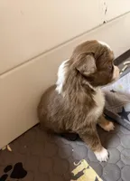 Red Tri Mckinley/blue eyes, a female Toy Australian Shepherd for sale in Winchester, VA – Photo 4 of 5