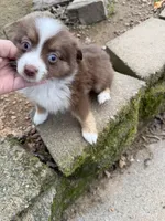 Tiny toy Red Tri blue eyes McKinley’s , a female Toy Australian Shepherd for sale in Winchester, VA – Photo 2 of 2
