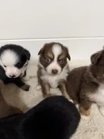 Red Tri Mckinley/blue eyes, a female Toy Australian Shepherd for sale in Winchester, VA – Photo 3 of 5