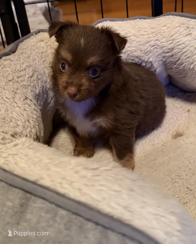 Daisy red Tri  – Toy Australian Shepherd puppy for sale in Winchester, VA