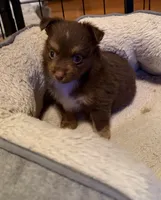Daisy red Tri , a female Toy Australian Shepherd for sale in Winchester, VA – 1 of 3
