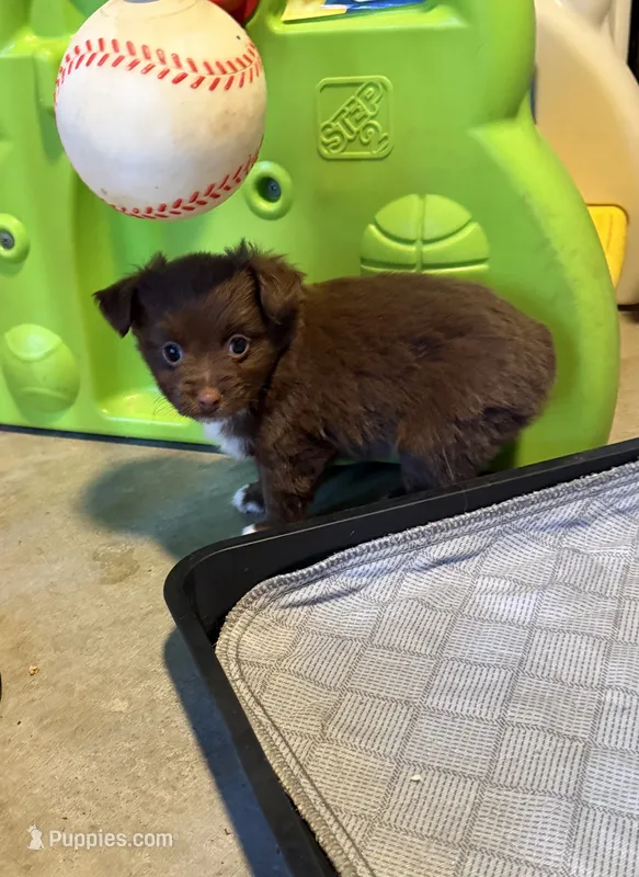Nutmeg red tri – Toy Australian Shepherd puppy for sale in Winchester, VA