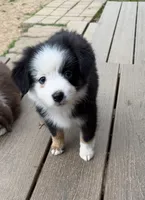 Tiny toy Patches blue eye REDUCED, a male Toy Australian Shepherd for sale in Winchester, VA – Photo 1 of 6