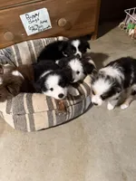 Tiny toy Patches blue eye REDUCED, a male Toy Australian Shepherd for sale in Winchester, VA – Photo 4 of 6