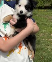  Blk Tri blue eye SPECIAL Mothers Day, a male Miniature Australian Shepherd for sale in Winchester, VA – 3 of 7
