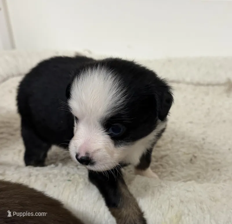 McKinley 1blueeye – Toy Australian Shepherd puppy for sale in Winchester, VA