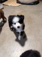 Tiny toy Patches blue eye , a male Toy Australian Shepherd for sale in Winchester, VA – Photo 2 of 4