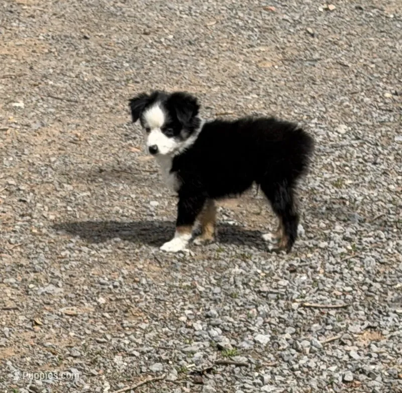  Blk Tri blue eye SPECIAL Mothers Day – Miniature Australian Shepherd puppy for sale in Winchester, VA