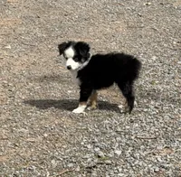  Blk Tri blue eye SPECIAL Mothers Day, a male Miniature Australian Shepherd for sale in Winchester, VA – 1 of 7
