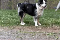  Blk Tri blue eye SPECIAL Mothers Day, a male Miniature Australian Shepherd for sale in Winchester, VA – 6 of 7