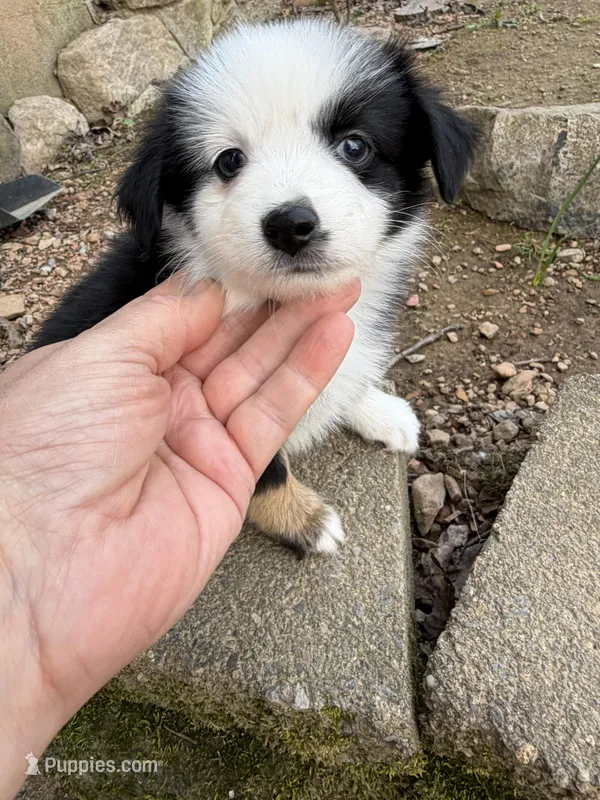Tiny toy Patches blue eye  – Toy Australian Shepherd puppy for sale in Winchester, VA