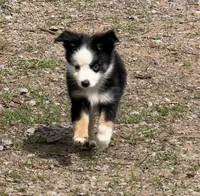  Blk Tri blue eye SPECIAL Mothers Day, a male Miniature Australian Shepherd for sale in Winchester, VA – 4 of 7