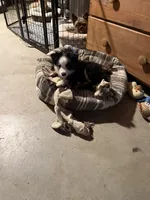  Blk Tri blue eye SPECIAL Mothers Day, a male Miniature Australian Shepherd for sale in Winchester, VA – 2 of 7