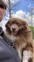  Blk Tri blue eye SPECIAL Mothers Day, a male Miniature Australian Shepherd for sale in Winchester, VA – 7 of 7