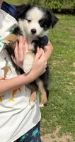  Blk Tri blue eye SPECIAL Mothers Day, a male Miniature Australian Shepherd for sale in Winchester, VA – 5 of 7
